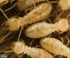 Τερμίτες μοιάζουν με άσπρα μυρμήγκια